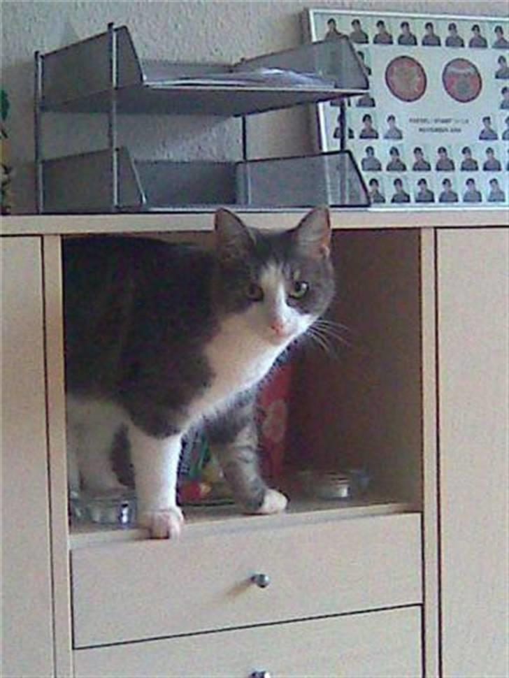 Blanding af racer Harley - Kuk kuk , kan i se mig :) billede 4