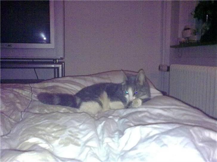 Blanding af racer Harley - GODNAT! billede 5