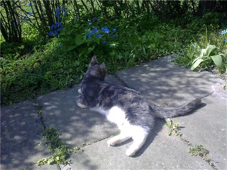 Blanding af racer Harley - yndlings tidspunktet, når der er sol i haven , mmmh :) billede 6