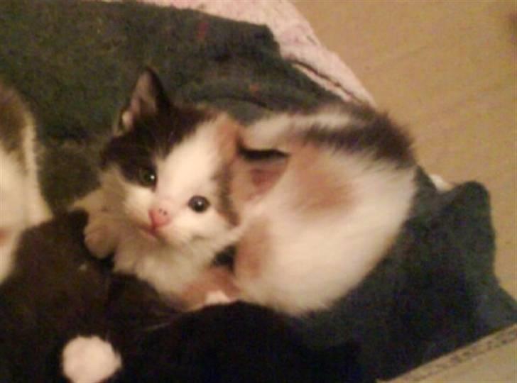 Huskat Siv billede 1