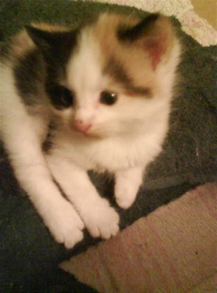 Huskat Siv billede 2