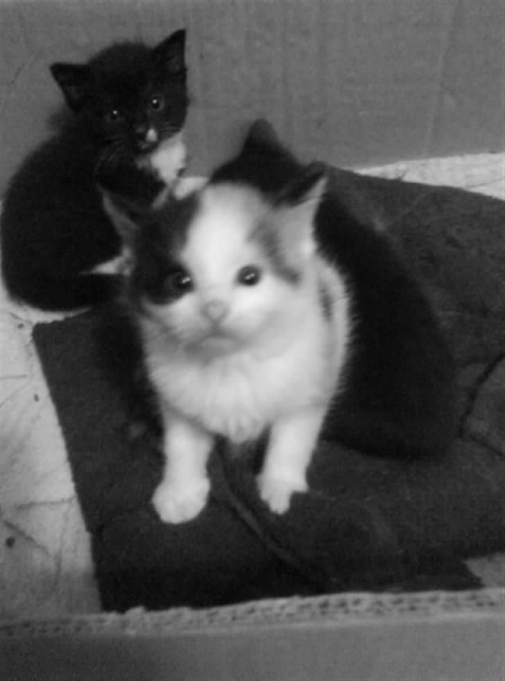 Huskat Siv billede 3