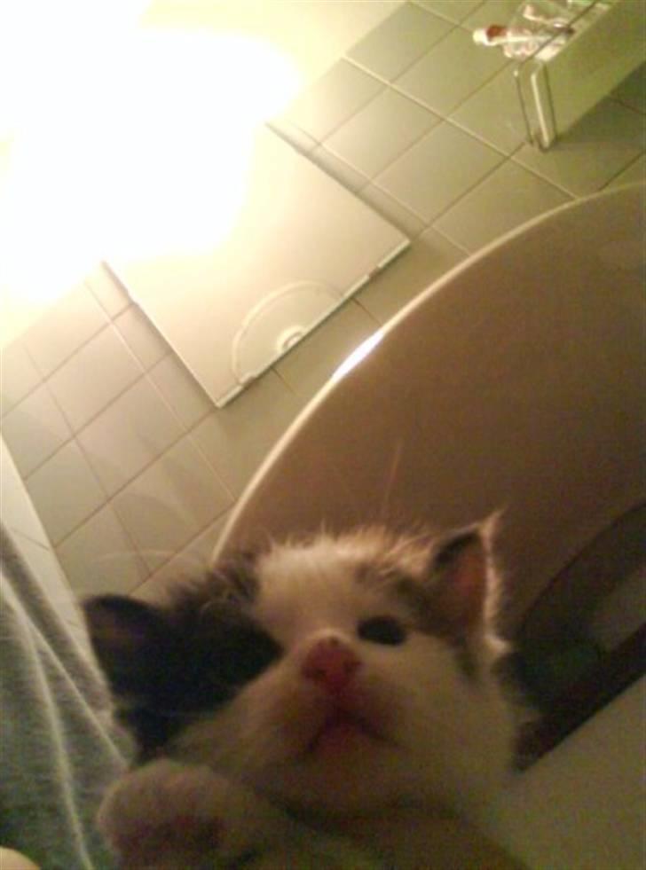 Huskat Siv billede 4