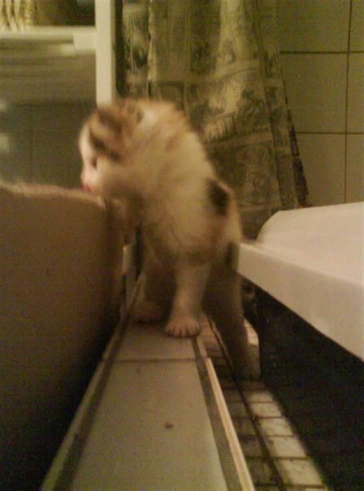 Huskat Siv billede 5