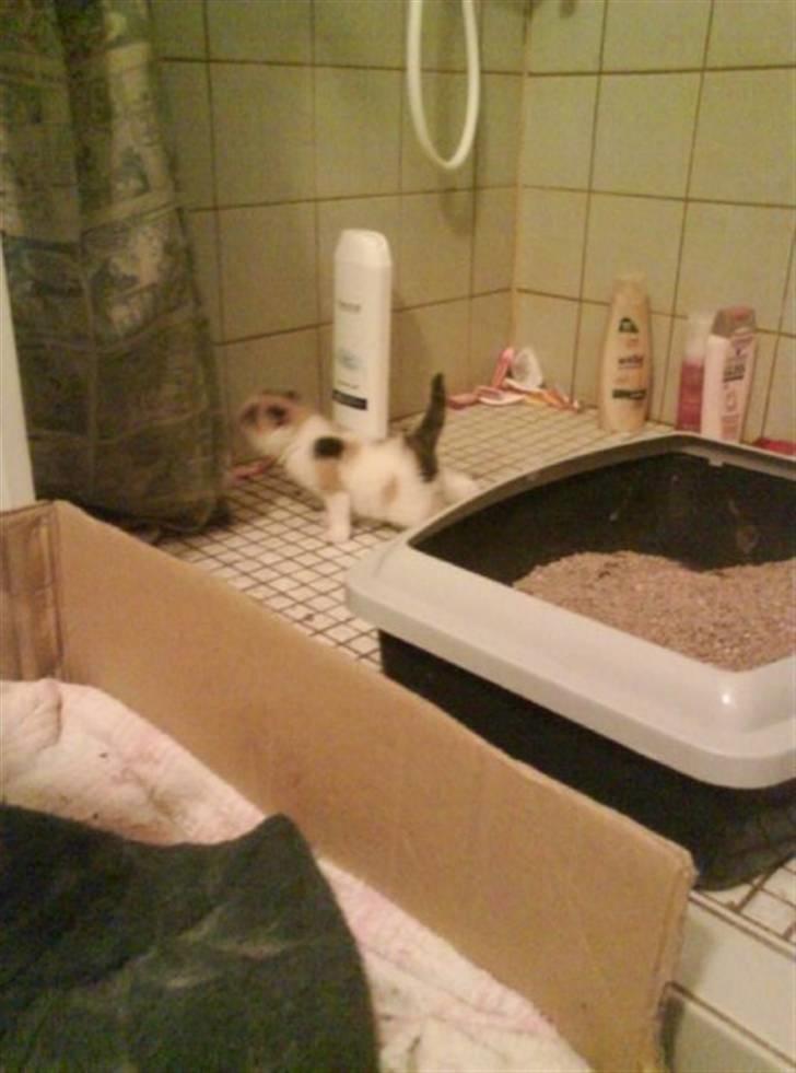 Huskat Siv billede 6