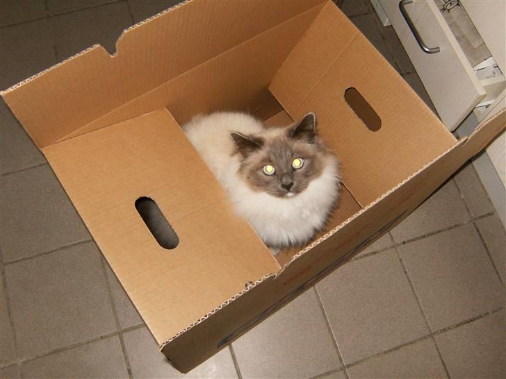 Hellig Birma sir zilas - husk at tage mig med når du flytter billede 1