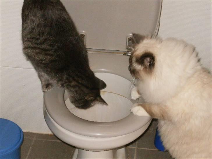 Hellig Birma sir zilas - findes der fisk dernede?? billede 2