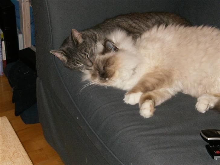 Hellig Birma sir zilas - vi tager lige en lur billede 3