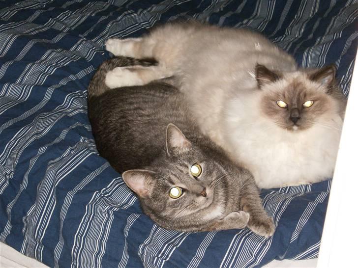 Hellig Birma sir zilas billede 4