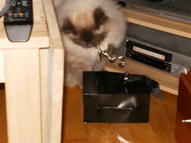 Hellig Birma sir zilas billede 5