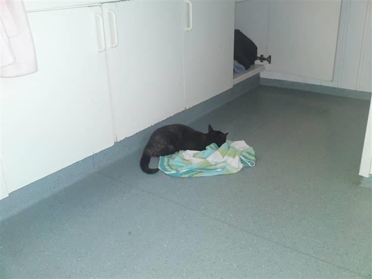 Huskat lilli billede 12