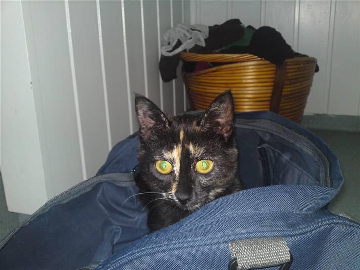 Huskat lilli billede 13