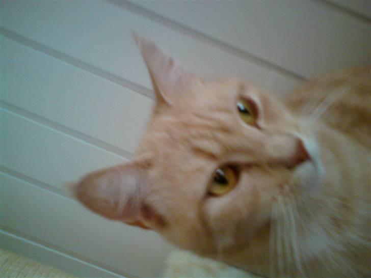 Huskat Molly billede 7