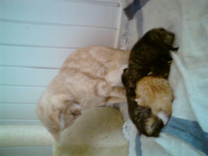 Huskat Molly billede 8