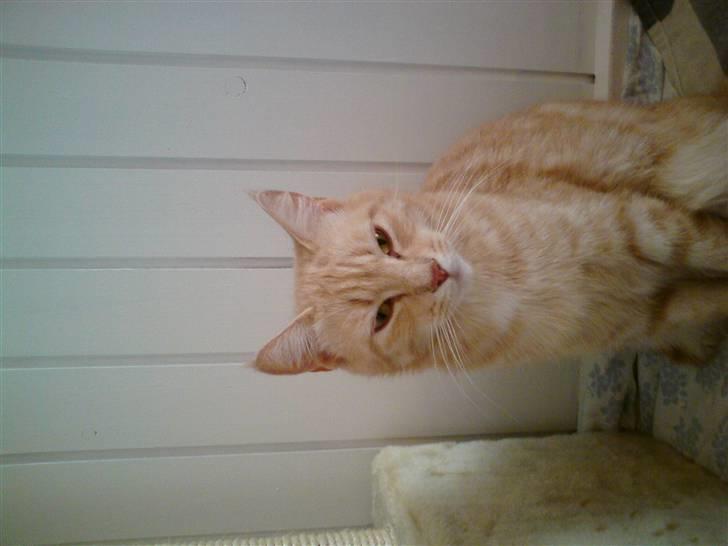 Huskat Molly billede 9