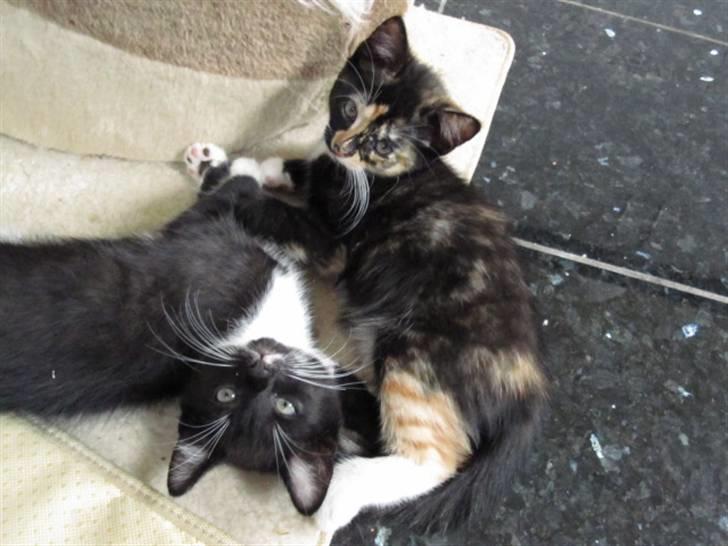 Huskat Rødtjørn´s Tigermis RIP<3 - så dejlige !!:P<<3 billede 8