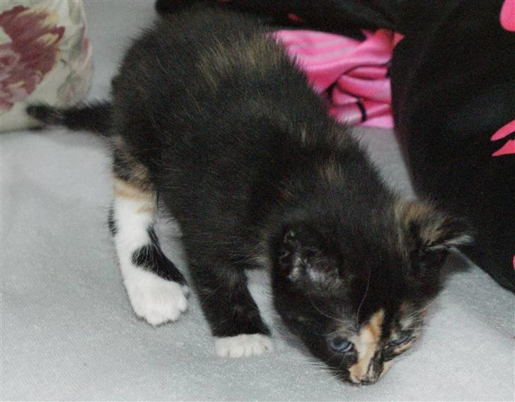 Huskat Rødtjørn´s Tigermis RIP<3 - står op lidt :P  billede 9