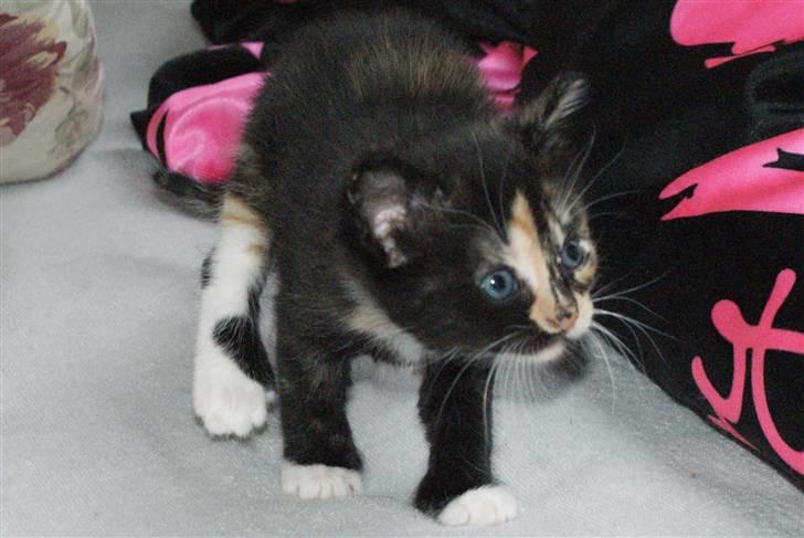 Huskat Rødtjørn´s Tigermis RIP<3 - står lidt op :P  billede 10