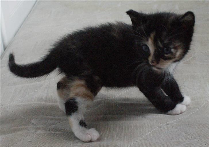 Huskat Rødtjørn´s Tigermis RIP<3 - hehe ;D billede 11