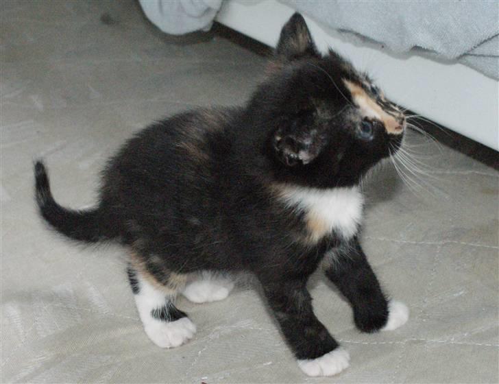 Huskat Rødtjørn´s Tigermis RIP<3 - hun er bare skøn !!:P billede 12