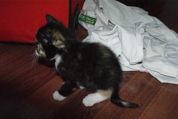 Huskat Rødtjørn´s Tigermis RIP<3 - Super skøn mis !!<33 ;D billede 13