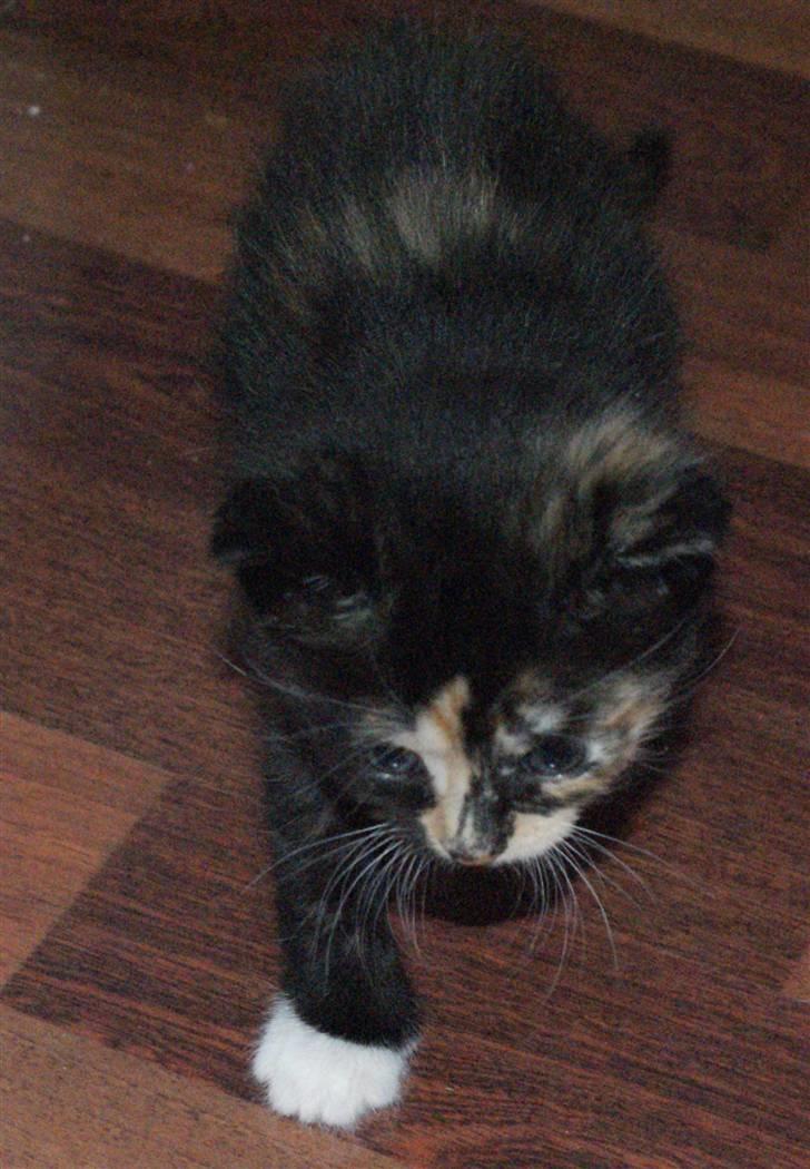 Huskat Rødtjørn´s Tigermis RIP<3 - :-* billede 14