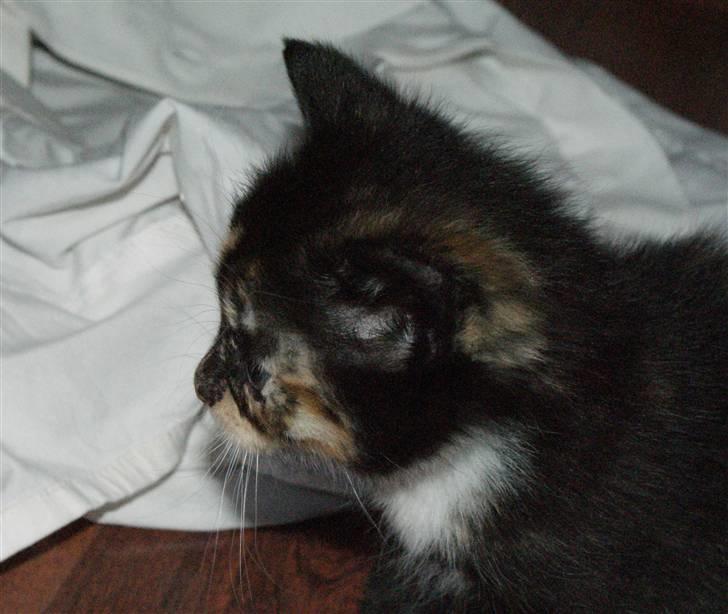 Huskat Rødtjørn´s Tigermis RIP<3 - et hovedbillede ;D billede 15