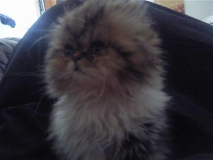 Perser Helmut billede 1