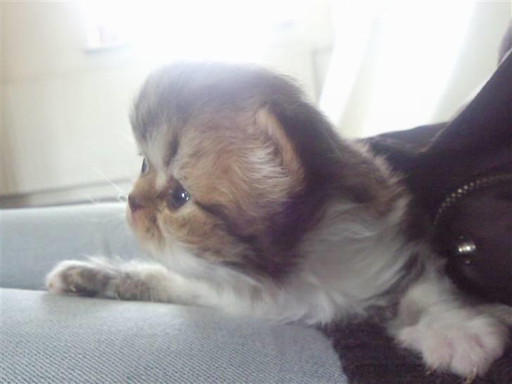 Perser Helmut - helmut kun et par uger gammel :D billede 2