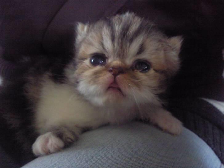 Perser Helmut billede 3