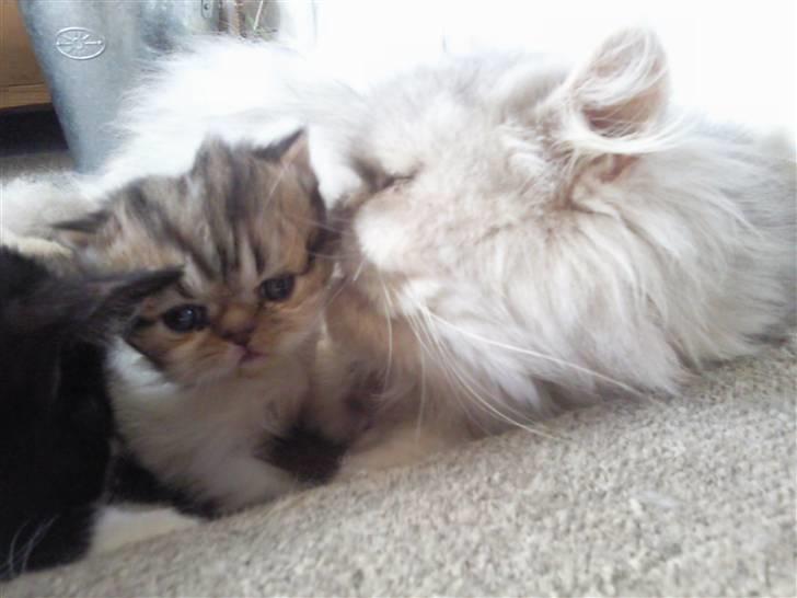 Perser Helmut - lille helmut med sin mor :) billede 4