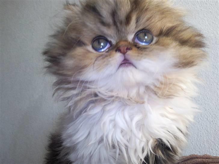 Perser Helmut billede 5