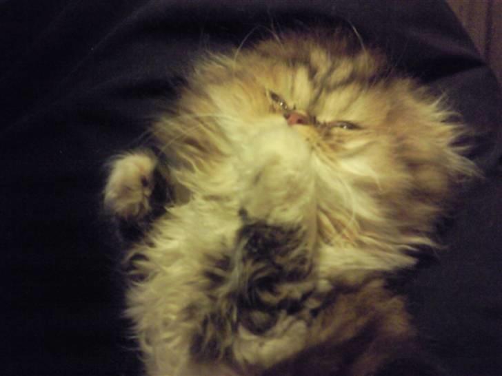 Perser Helmut billede 6