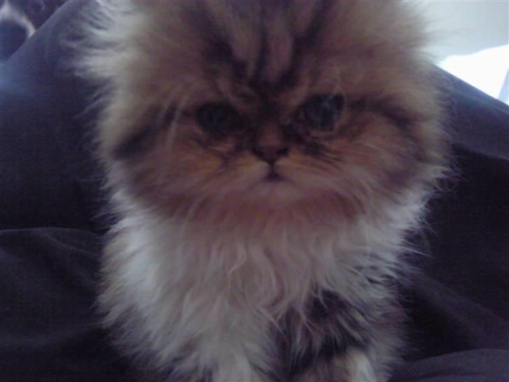 Perser Helmut billede 7