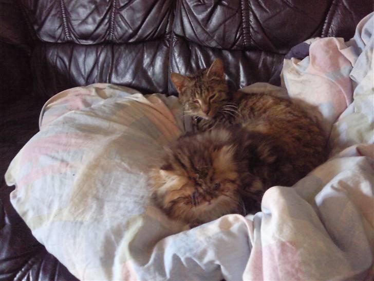 Perser Helmut billede 8