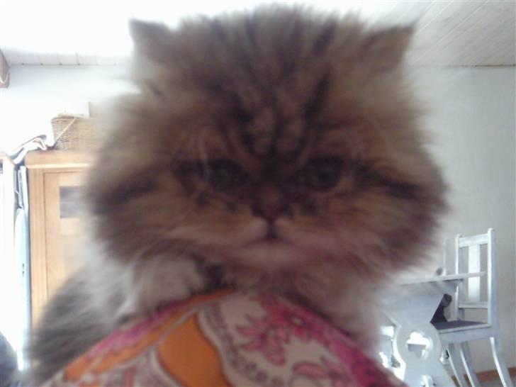 Perser Helmut billede 9