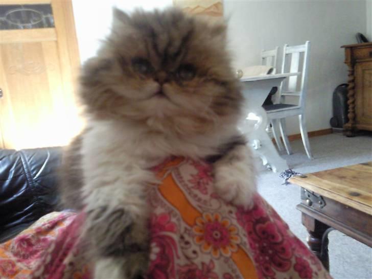 Perser Helmut billede 10