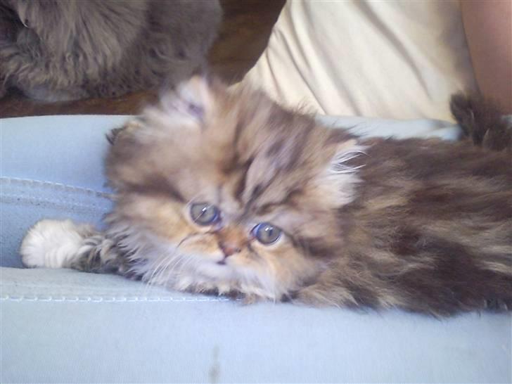 Perser Helmut billede 11