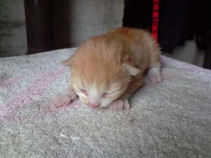 Blanding af racer Lui - 5 dage gammel billede 2