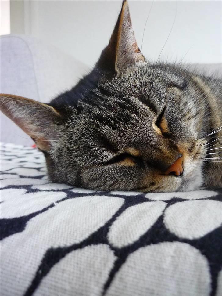 Huskat Mathilde billede 1