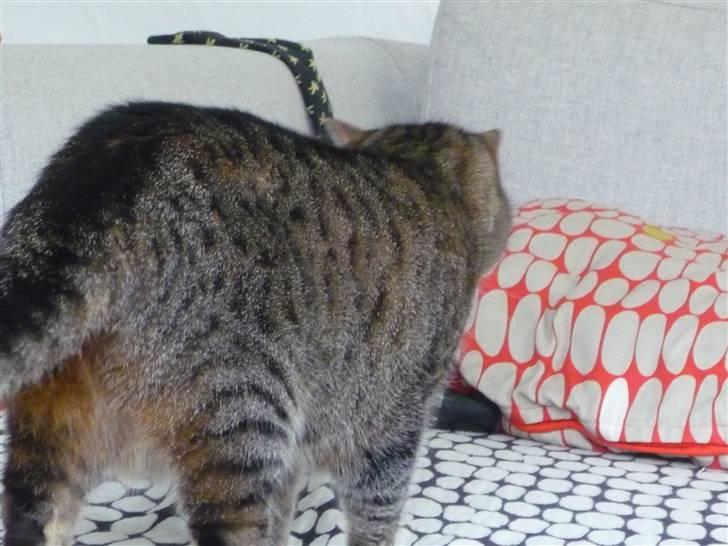 Huskat Mathilde billede 2