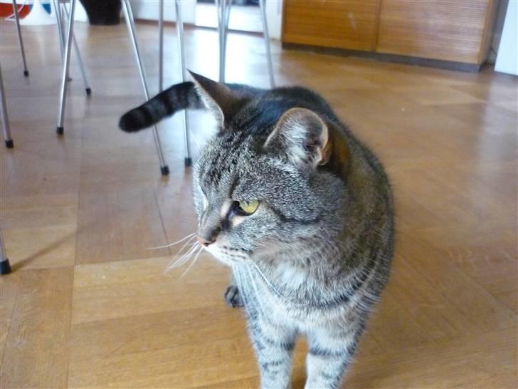 Huskat Mathilde billede 3