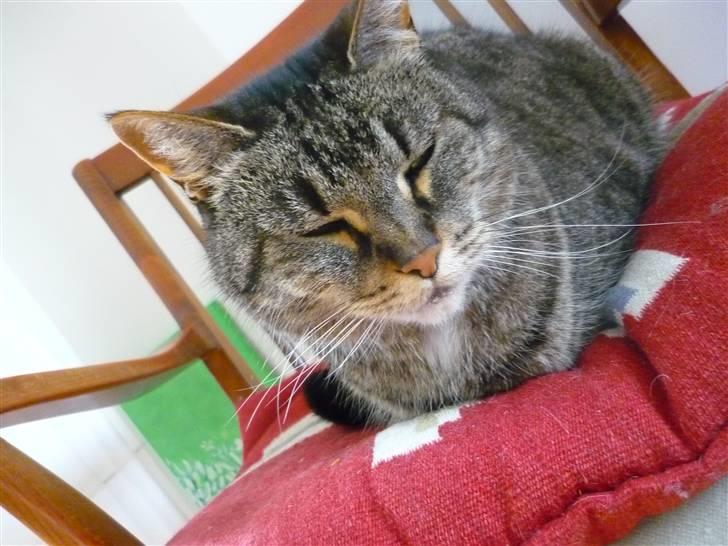 Huskat Mathilde billede 4