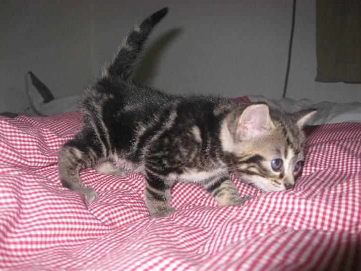 Huskat Mica billede 4