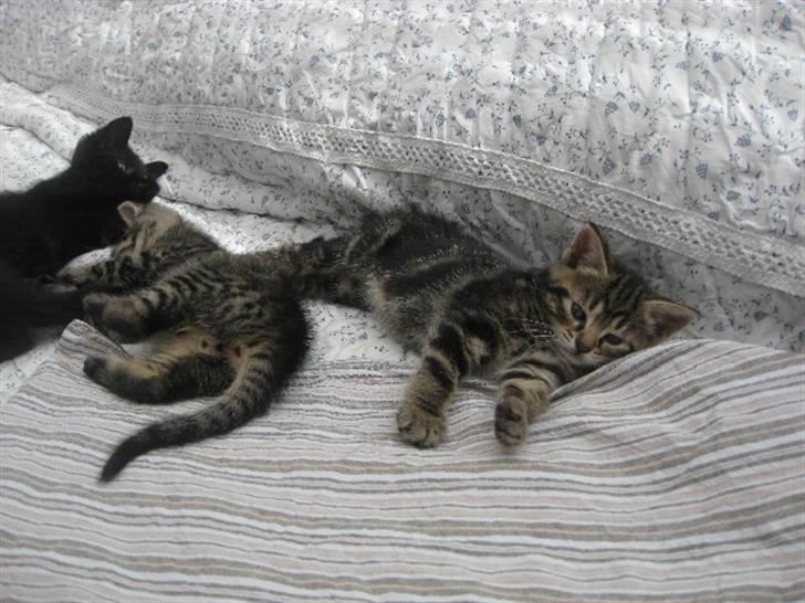 Huskat Mica billede 5