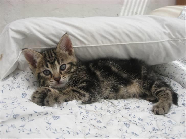 Huskat Mica billede 6