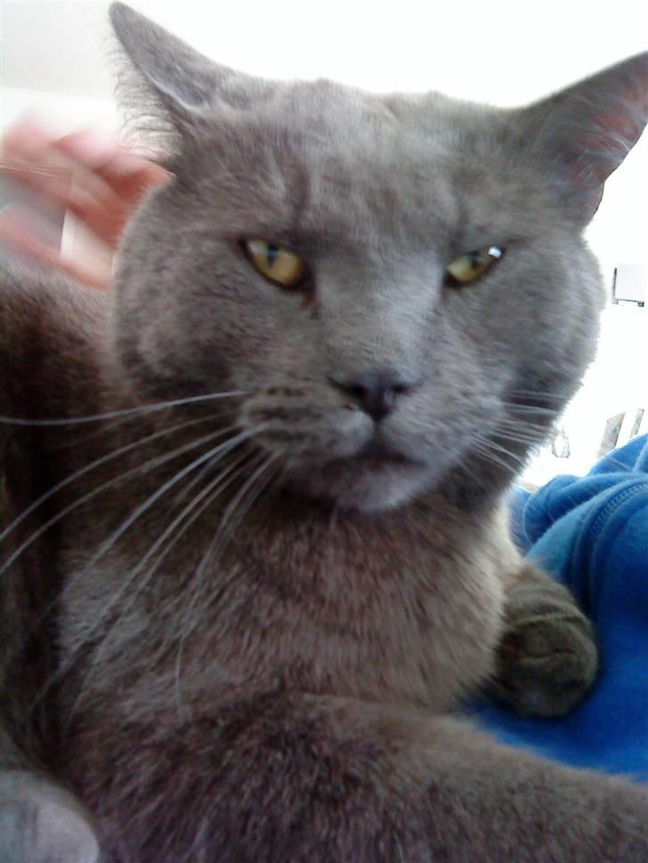 Blanding af racer Plys - Min DEJLIGE kat! billede 1