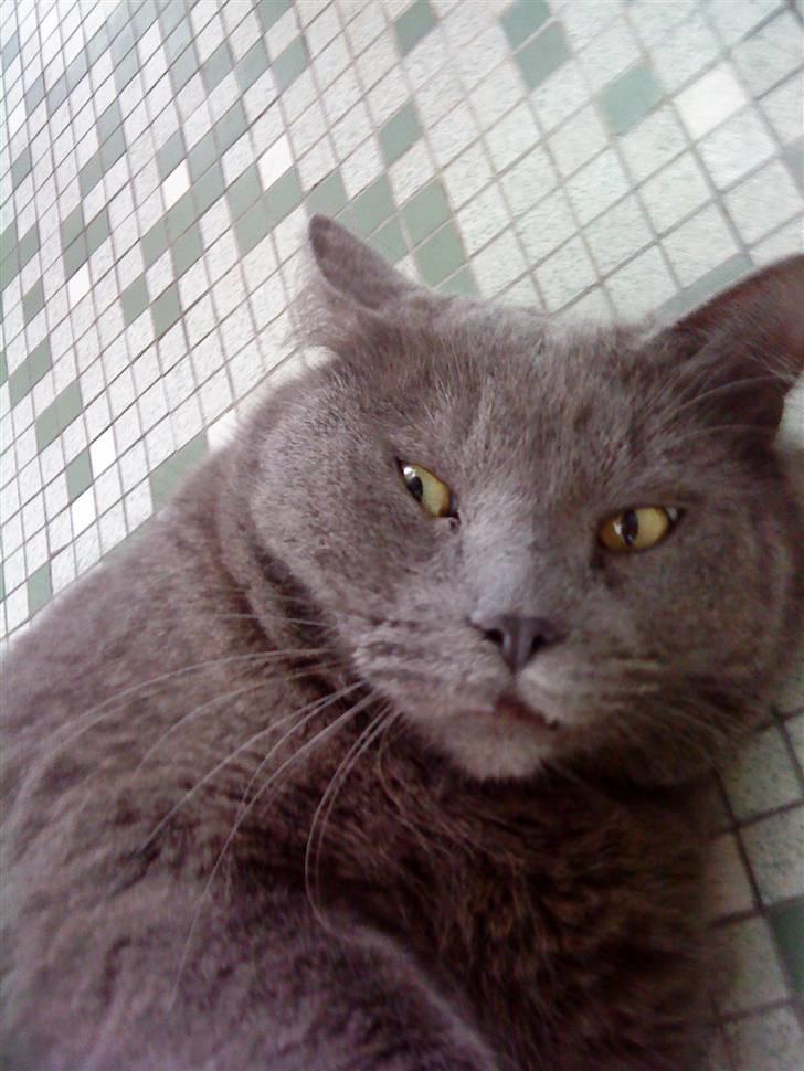 Blanding af racer Plys - Plyssen <3 billede 2