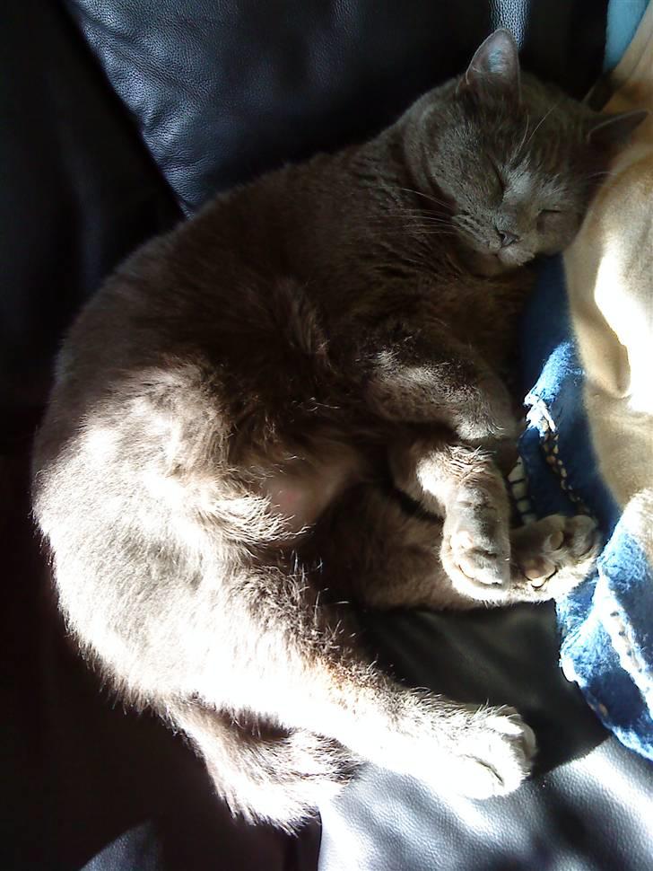 Blanding af racer Plys - En lur i sofaen:) billede 3