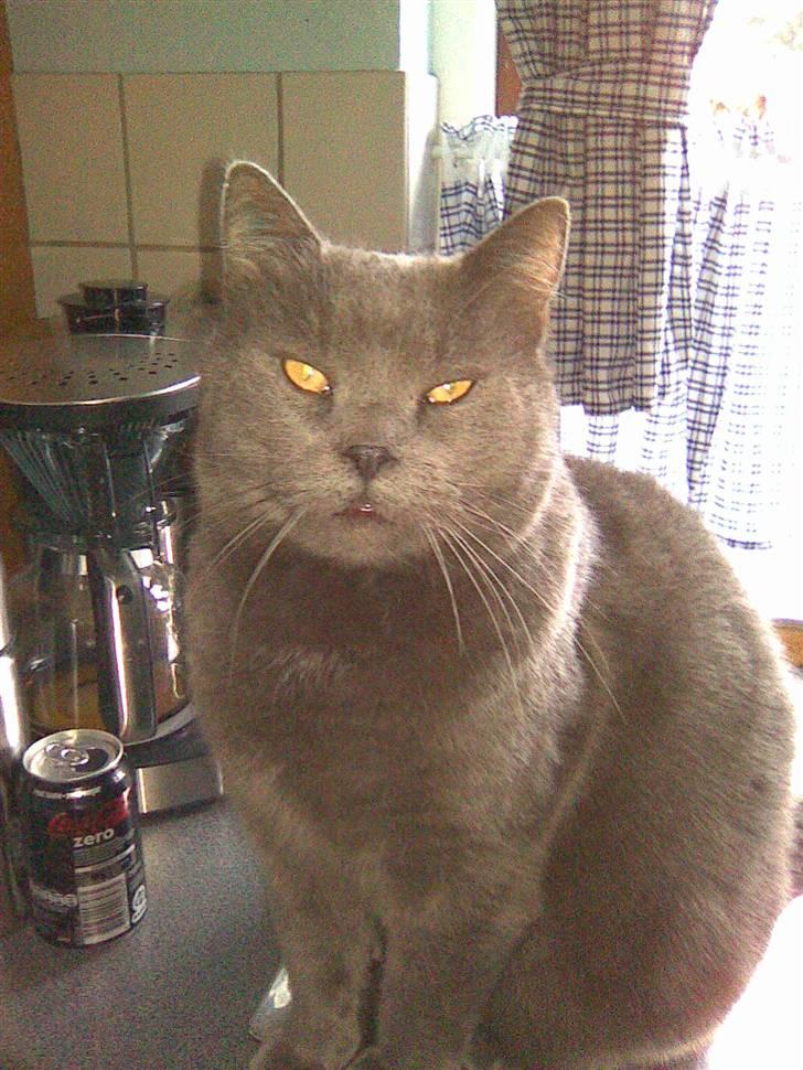 Blanding af racer Plys - Min lille kat billede 4